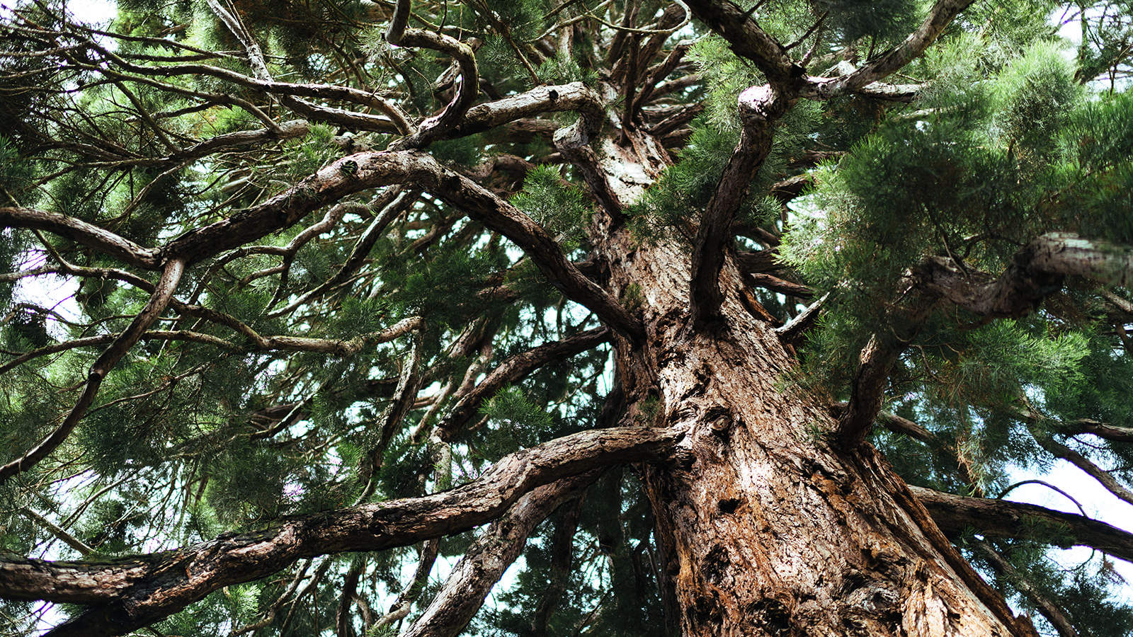 Erbrecht - Baum im Innenhof der Kanzlei